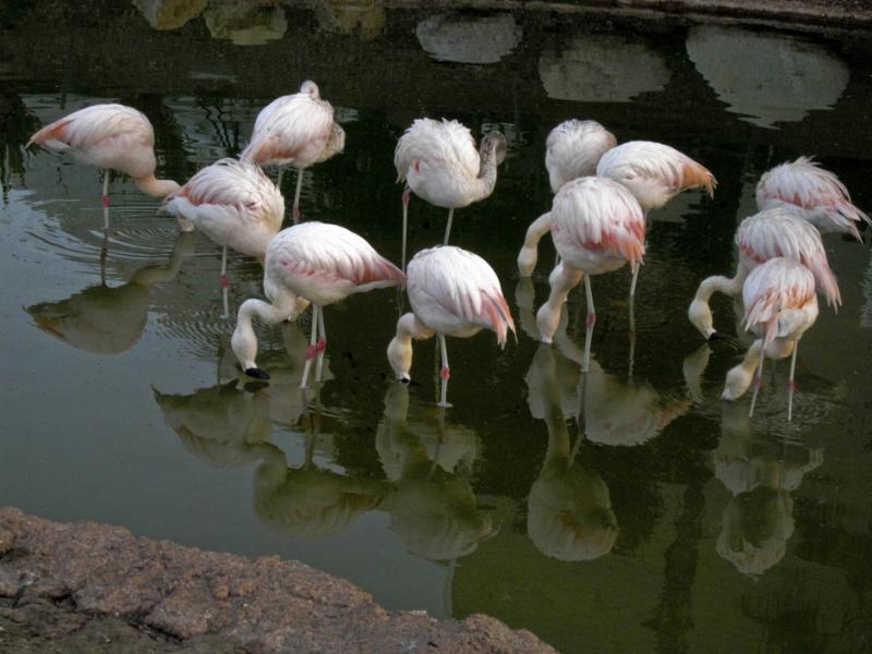 Flamingos - Flamingos  ©2010 Martin Oretsky