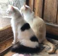 Cats-porchdoor-email